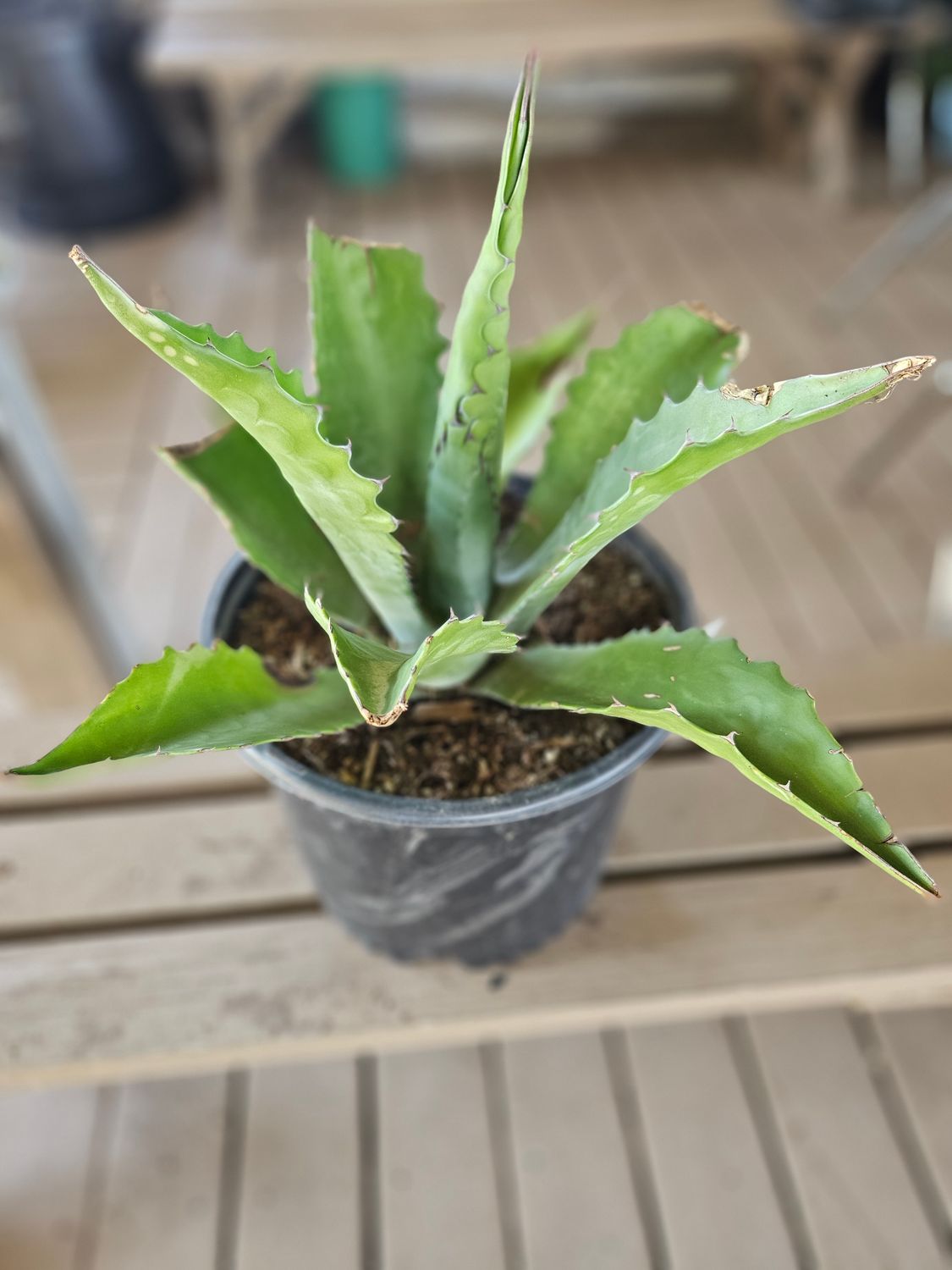 Agave Salmiana 2 Gal