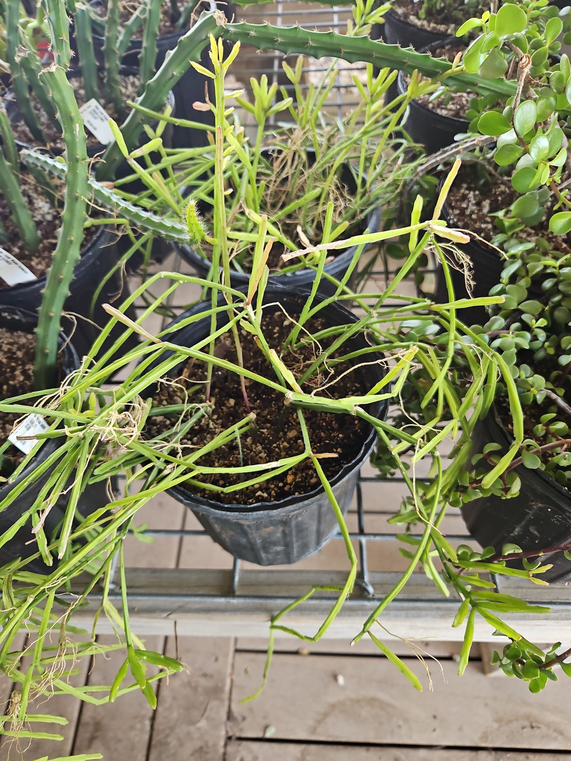 Birdsfoot Cactus