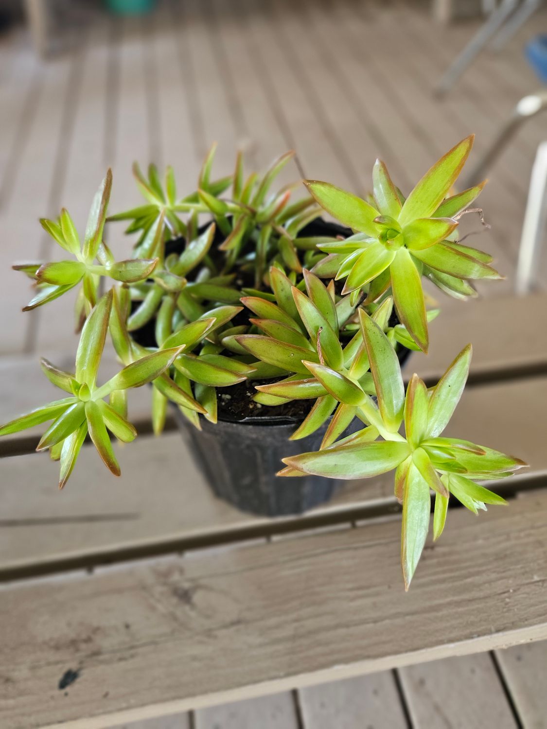 Coppertone Stonecrop