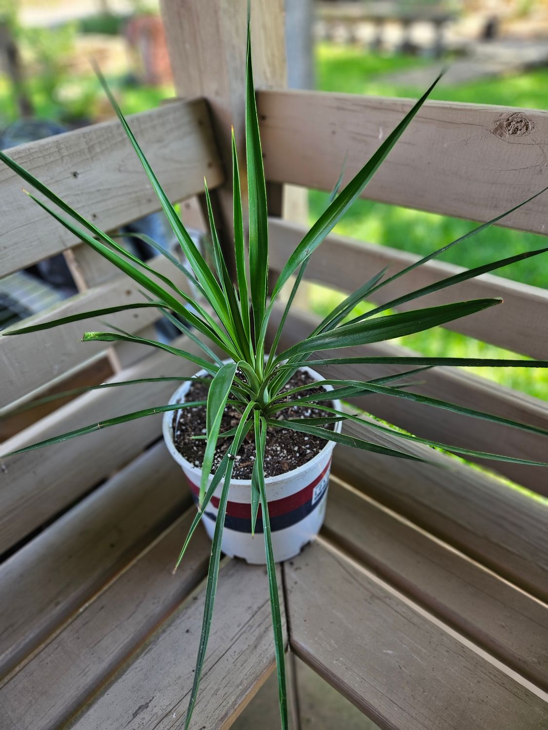 YUCCA, WHITE NATIVE