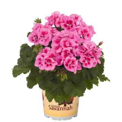 Geranium, “Savannah Pink Splash”