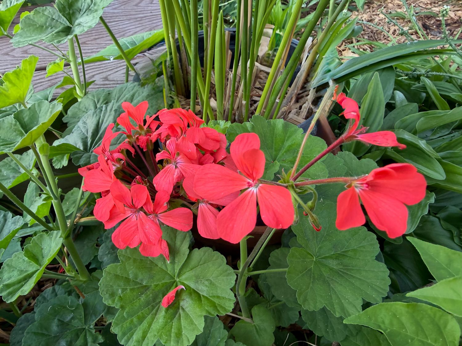 Geranium, Salmon