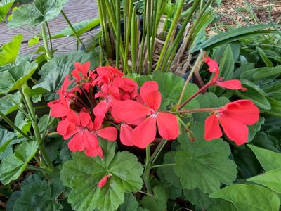 Geranium, Salmon