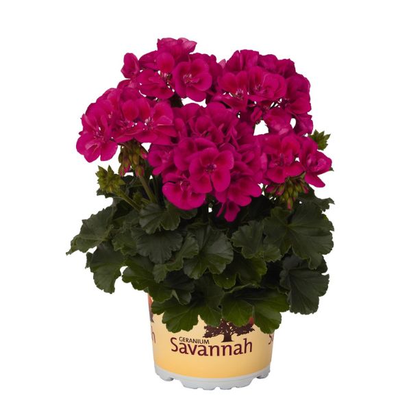 Geranium, “Savannah Merlot Sizzle”
