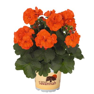 Geranium, “Savannah Oh So Orange”