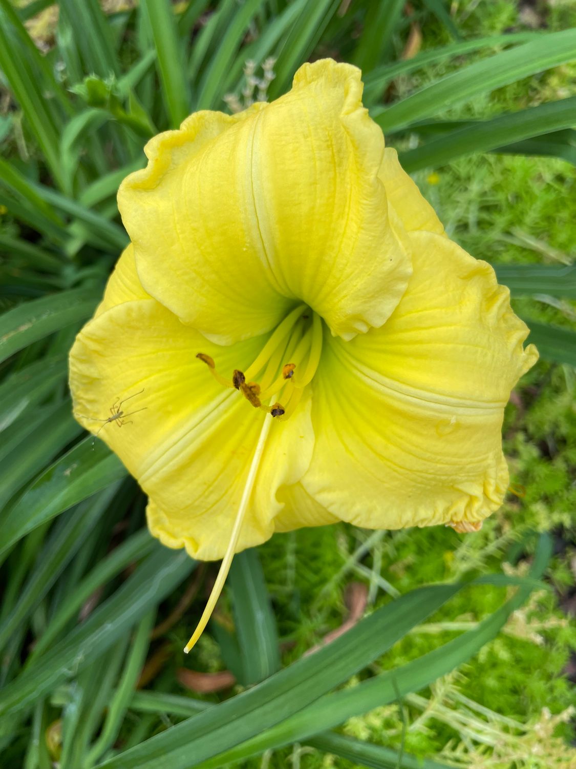 Daylily Lemon Yellow