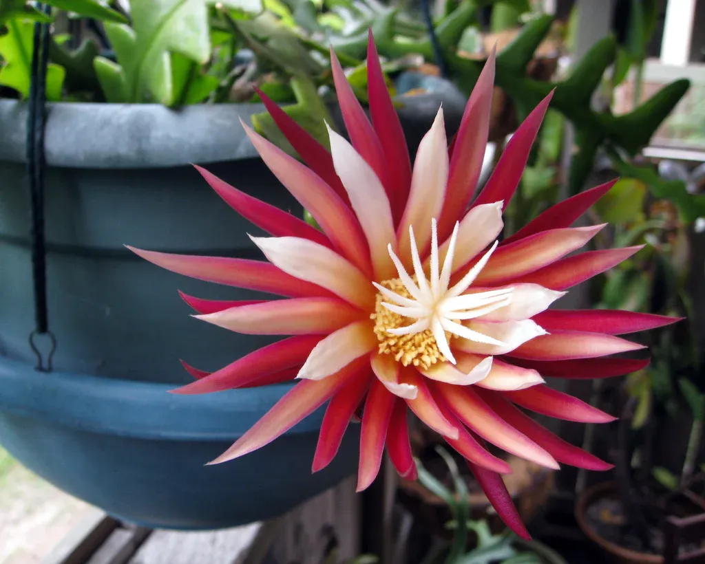 Epiphyllum “Fishbones”