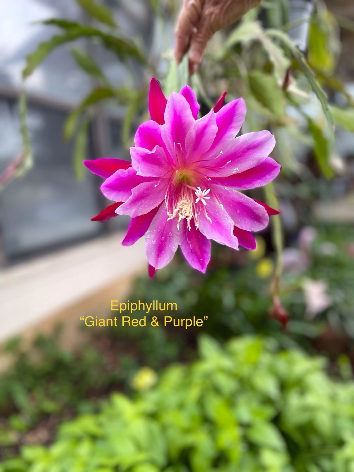 Epiphyllum, Giant Red &amp; Purple