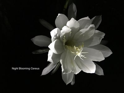 Epiphyllum “Night Blooming Cereus” Epiphyllum “Night Blooming Cereus”