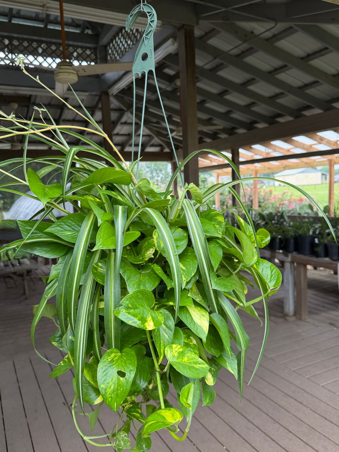 Mixed Floral Hanging Basket
