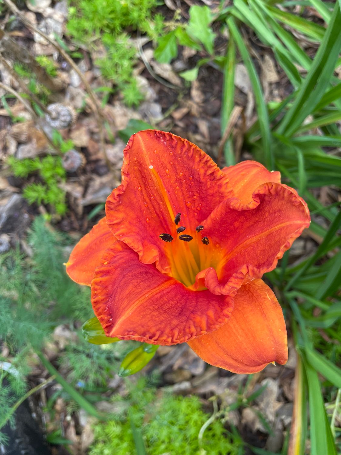 Daylily “Hot Bronze”