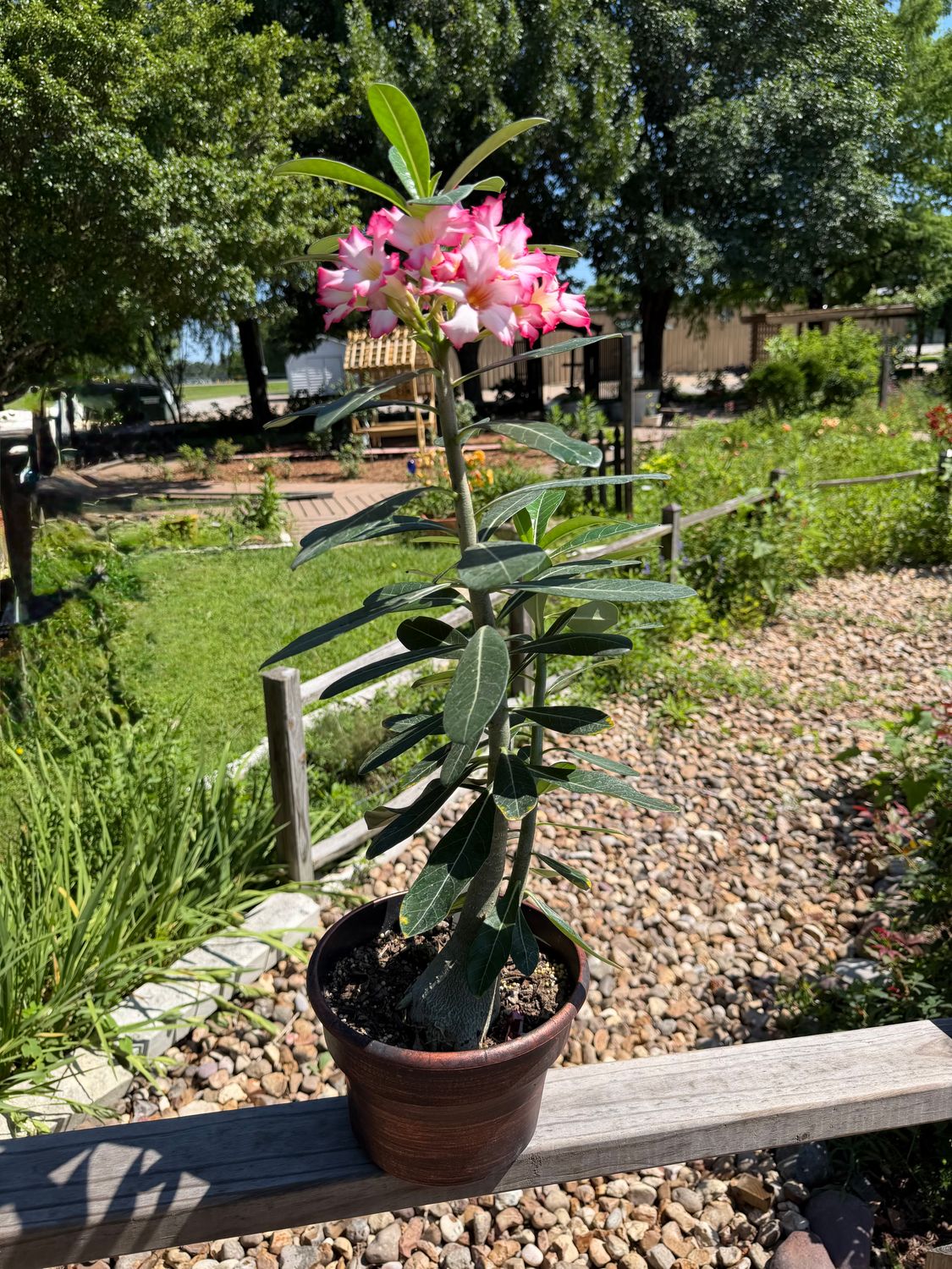 Desert Rose Pink