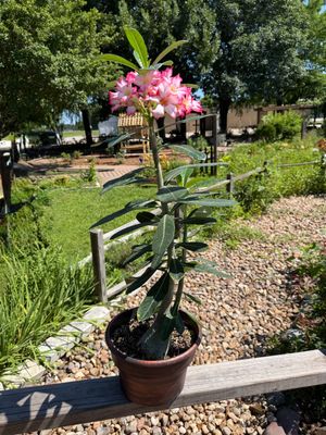 Desert Rose Pink