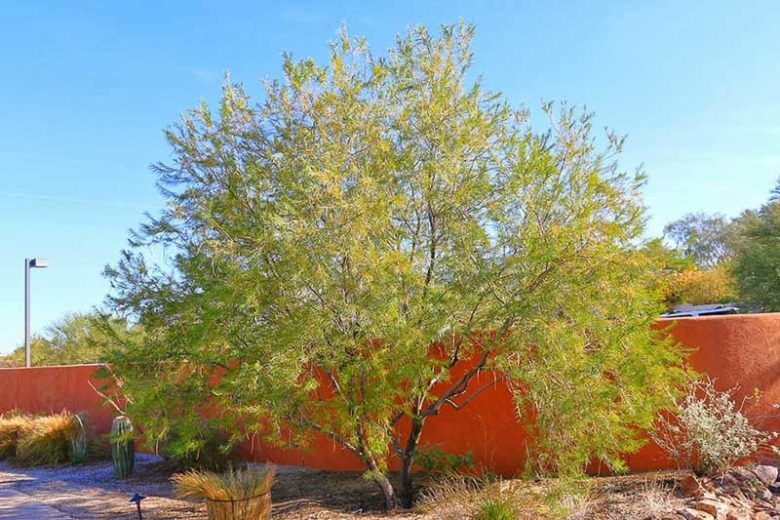 Desert Willow