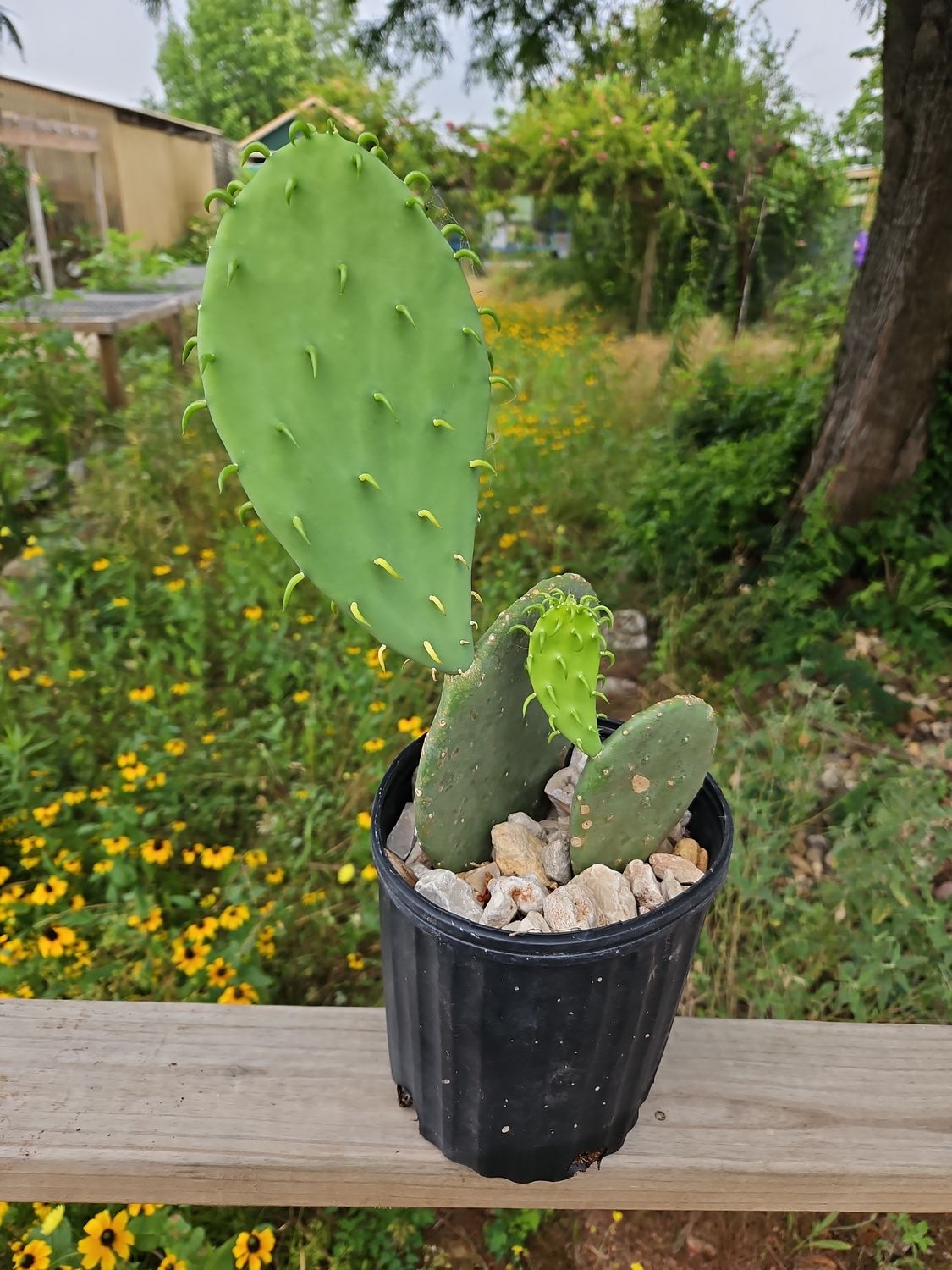 Thornless Prickly Pear