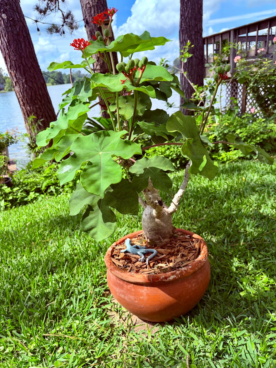 Buddha Belly Plant
