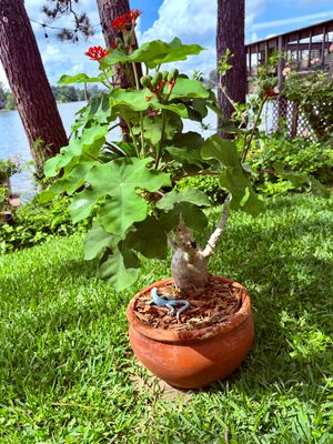 Buddha Belly Plant