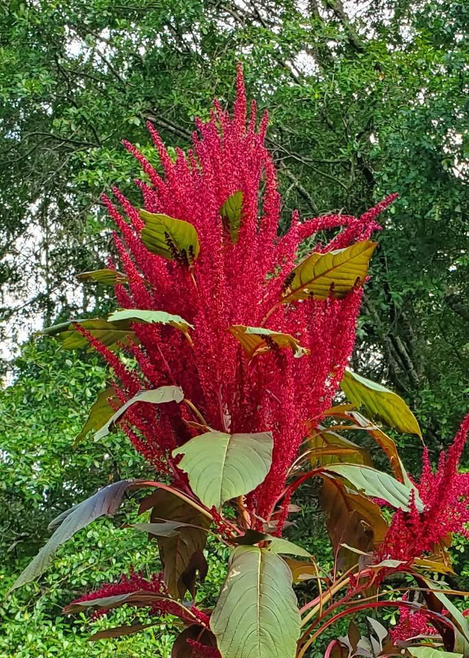 Red Amaranth