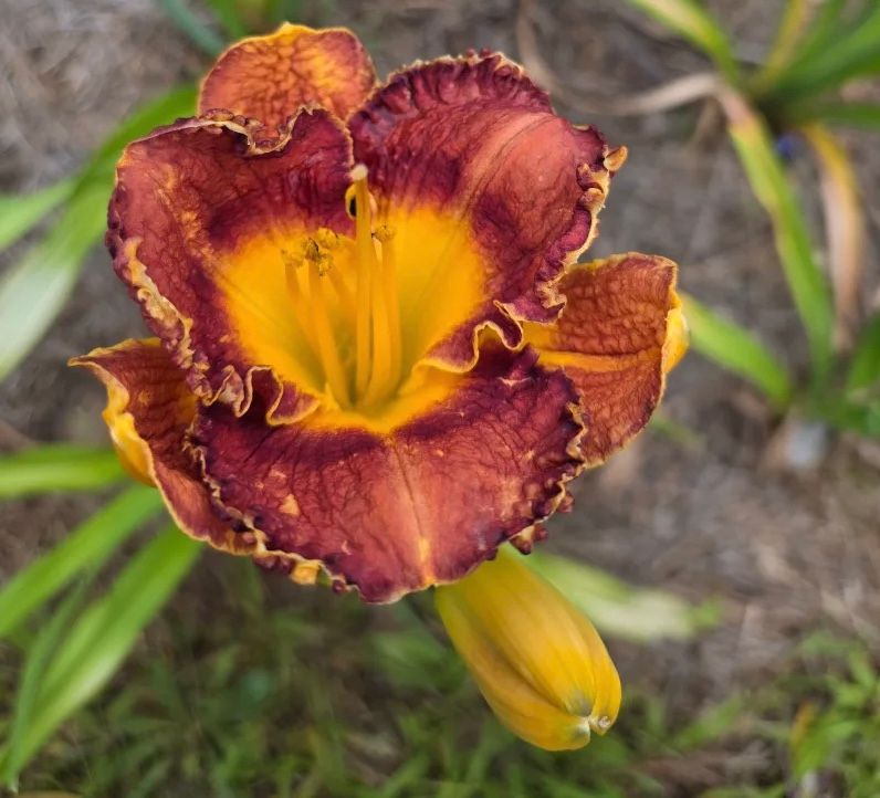 Daylily “Uptown Georgia Brown”