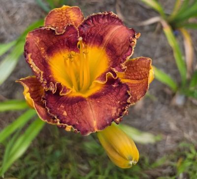 Daylily “Uptown Georgia Brown”