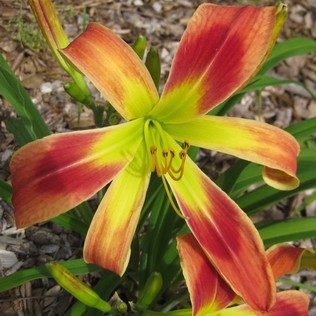Daylily “Christmas Tidings”