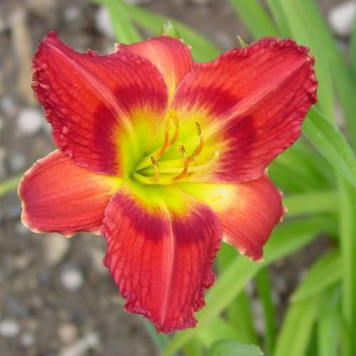 Daylily “Flower Fiesta”