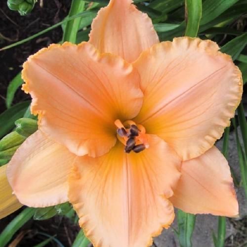 Daylily “Spanish Glow”