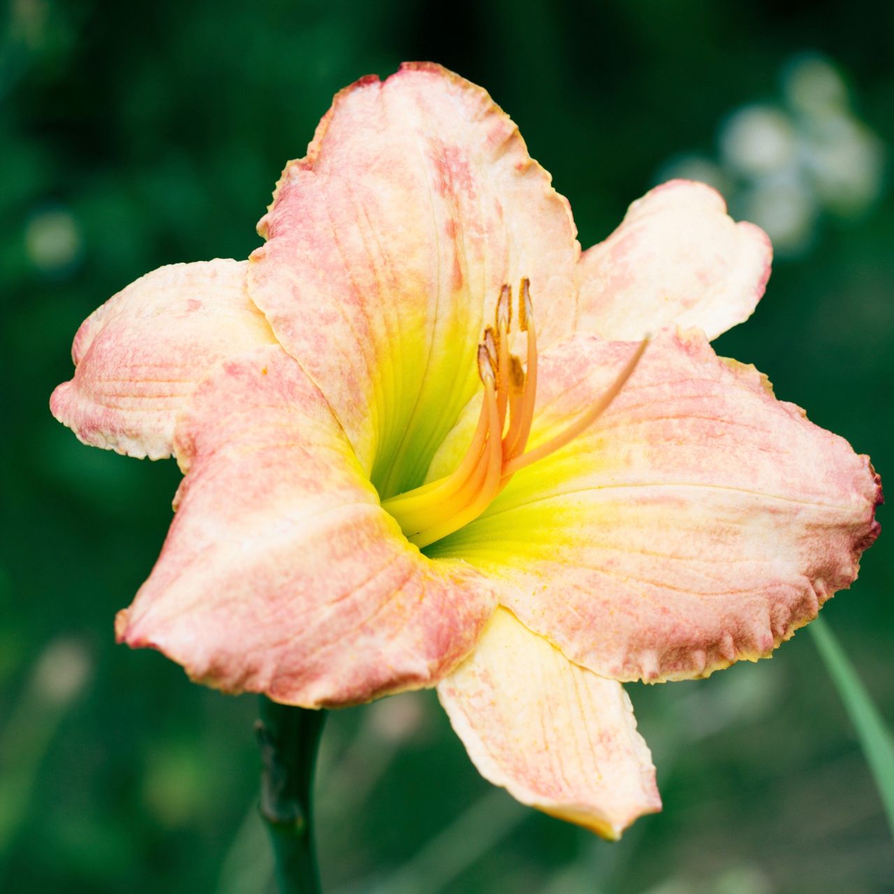 Daylily “Lady Georgia”