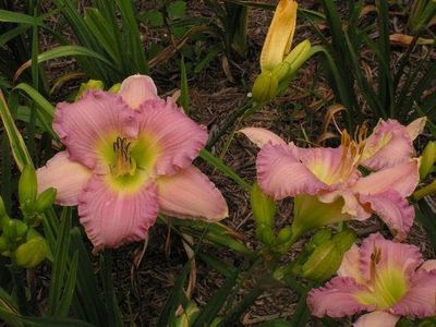 Daylily “Lavender Memories”