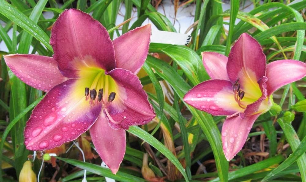 Daylily “Thais”
