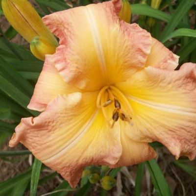 Daylily “Majestic Morning”