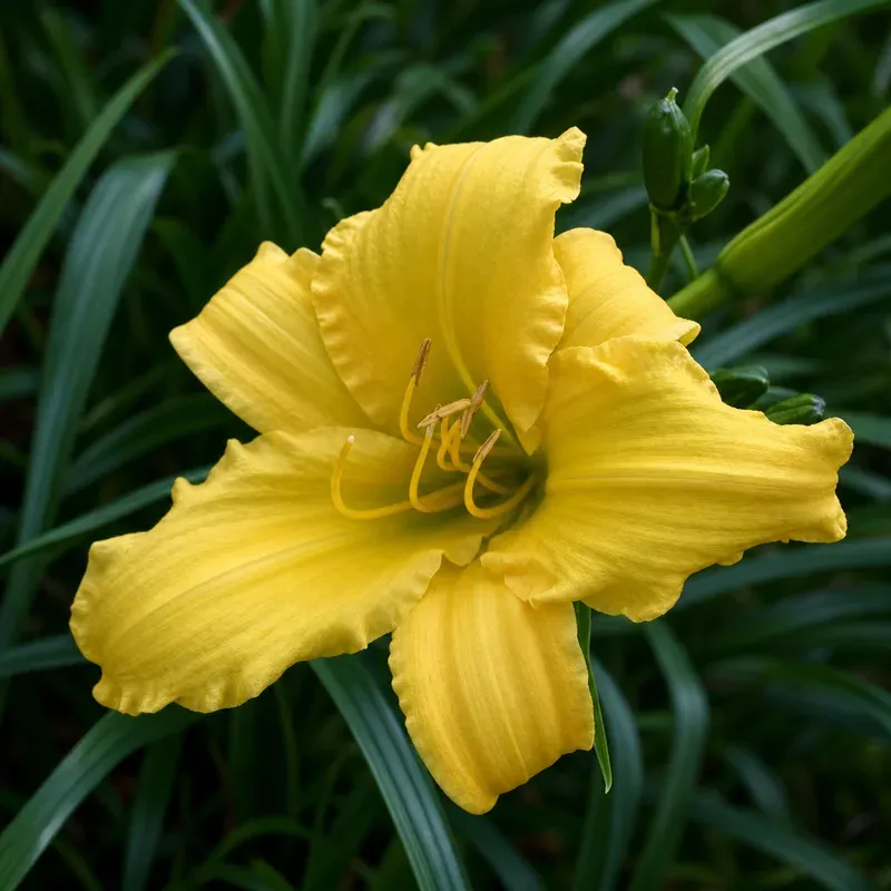Daylily “Ava Michelle”
