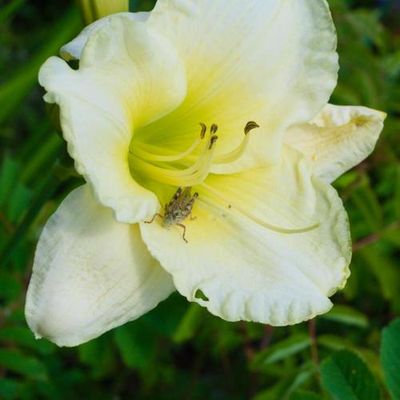 Daylily “Snow Ballerina”