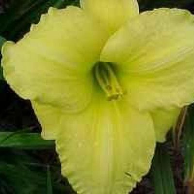 Daylily “Quick Results”