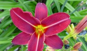 Daylily “Ikidunot”