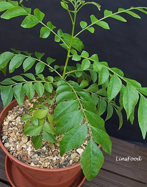 Curry Tree