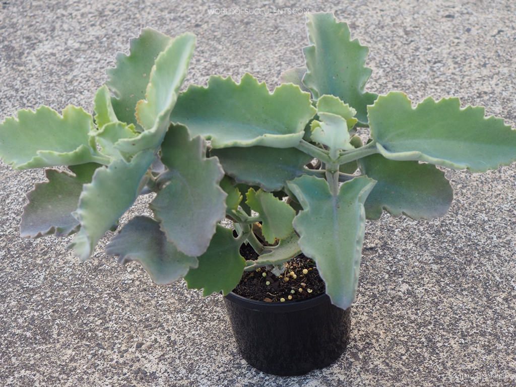 Fern Leaf Kalenchoe