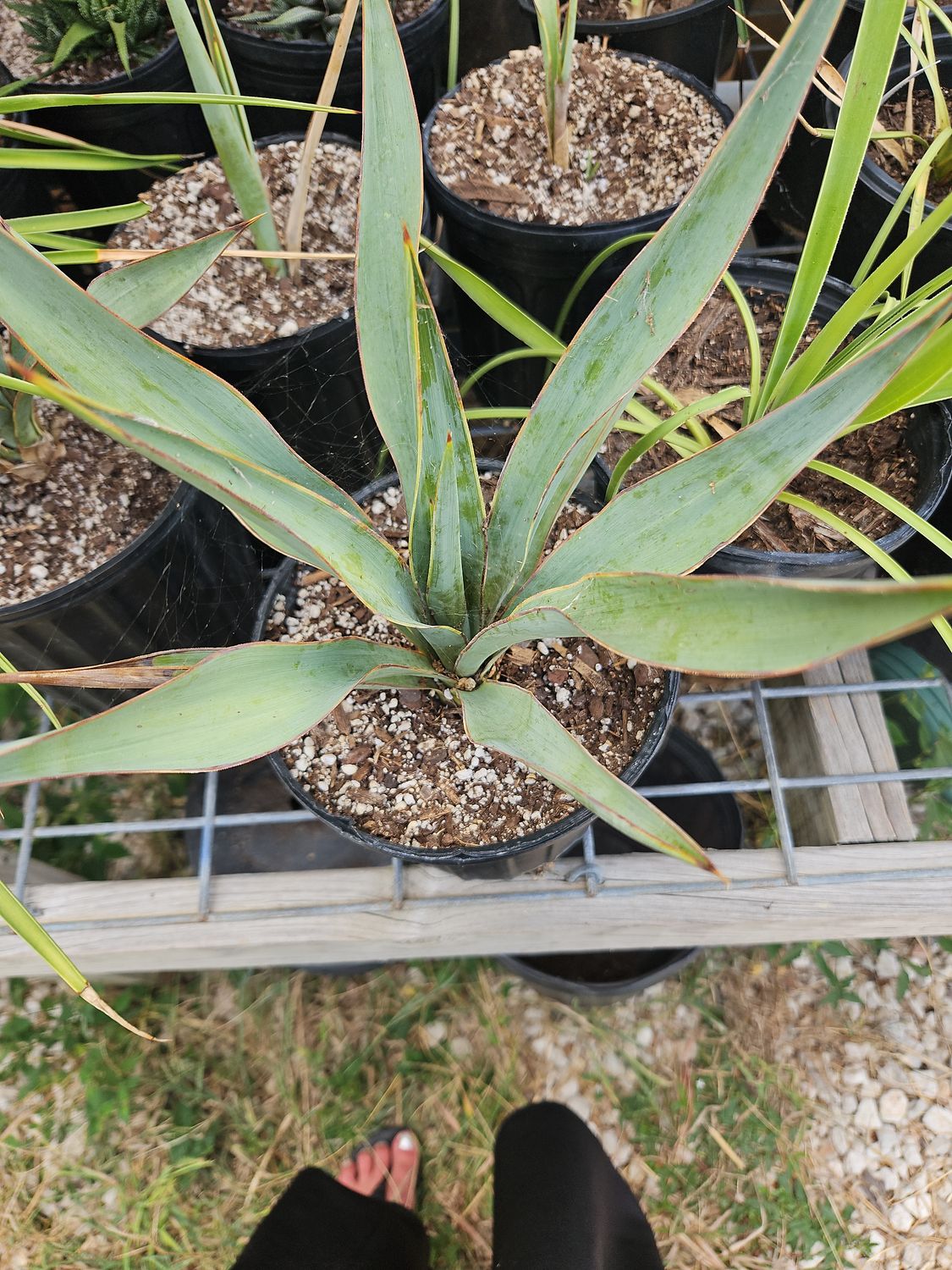 Twist Leaf Yucca
