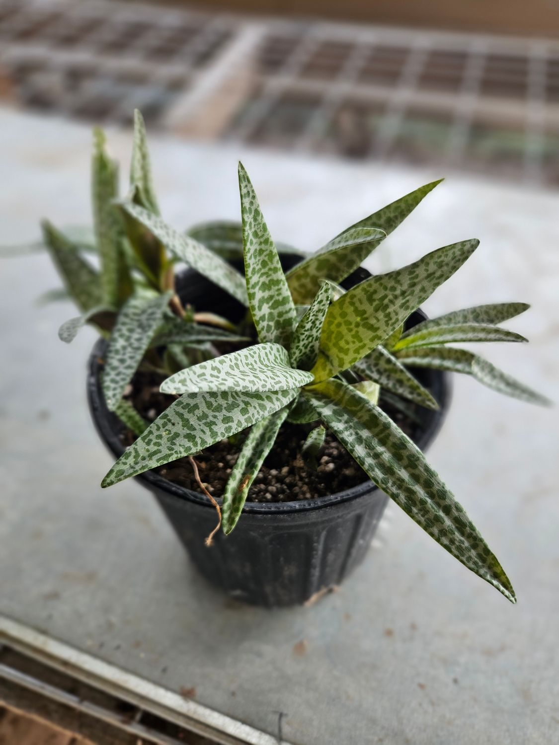 Silver Squill