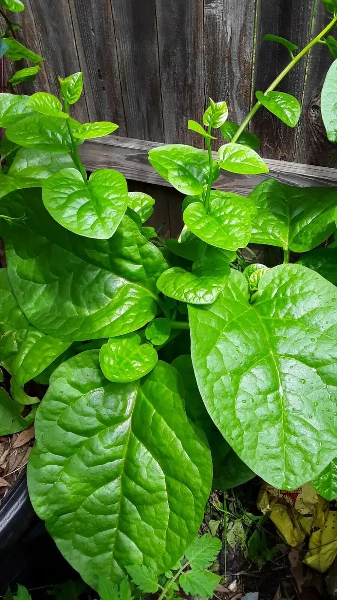 Malabar Spinach