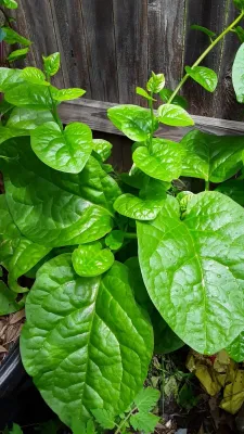 Malabar Spinach