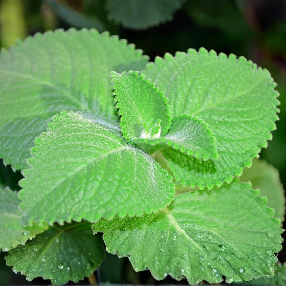 Cuban Oregano