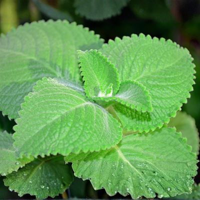 Cuban Oregano