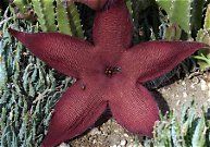 Starfish Plant
