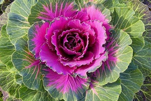 Flowering Cabbage &amp;  Flowering Kale
