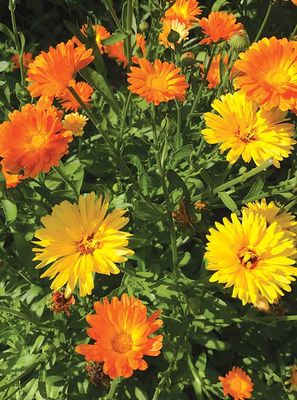 Calendula