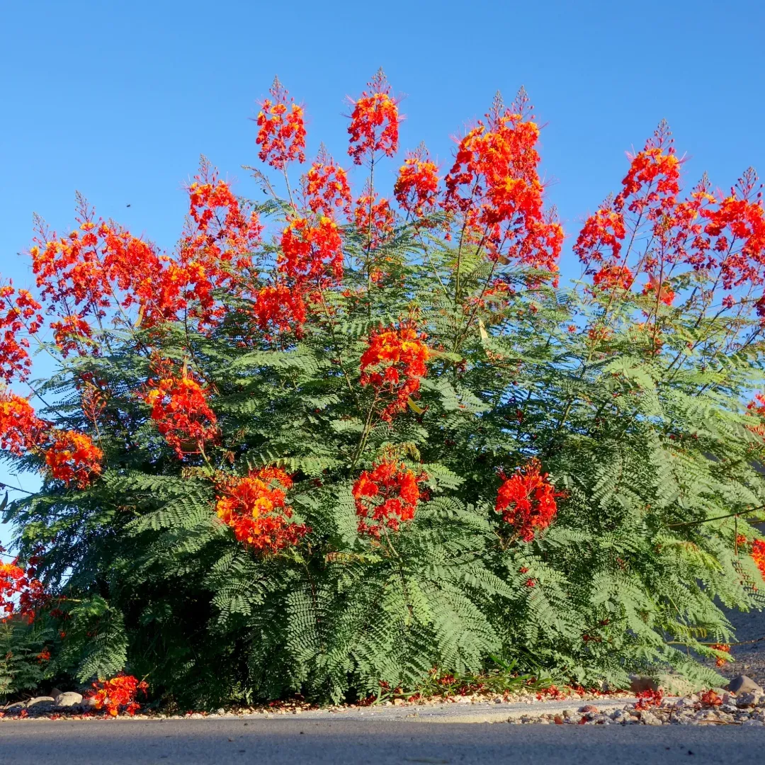 Pride of Barbados