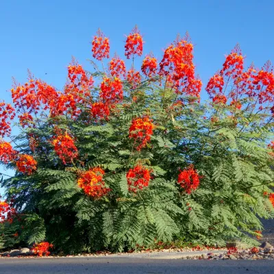 Pride of Barbados