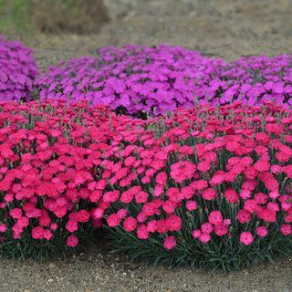 Dianthus