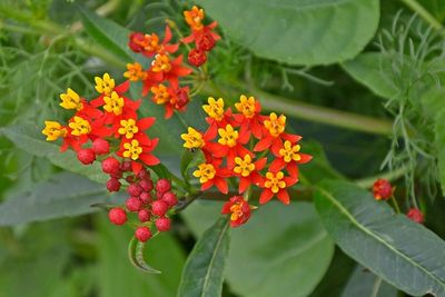 Lantana “Dallas Red”